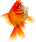 goldfish